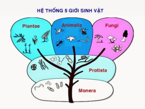 Hệ thống phân loại sinh vật